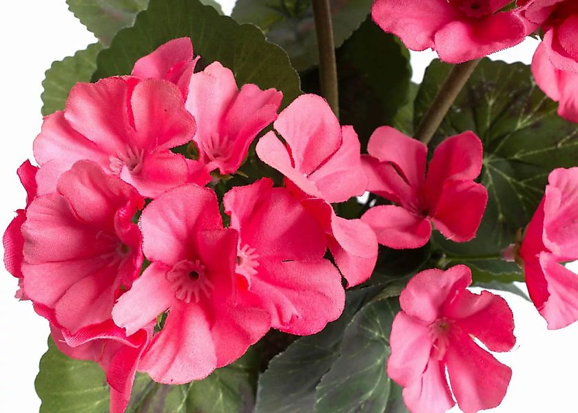 Botanic-Haus Kunstblume "Geranienbusch mit 6 Blütenköpfen" günstig online kaufen