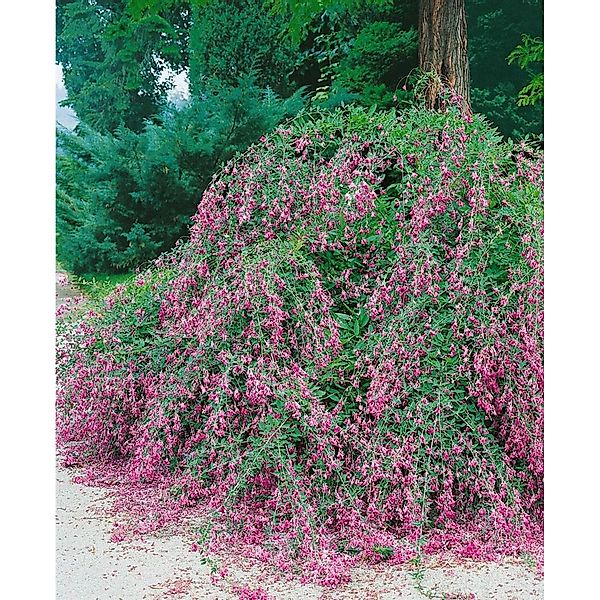 Lespedeza Buergeri 30–40 cm Zierlich Pflegeleicht günstig online kaufen