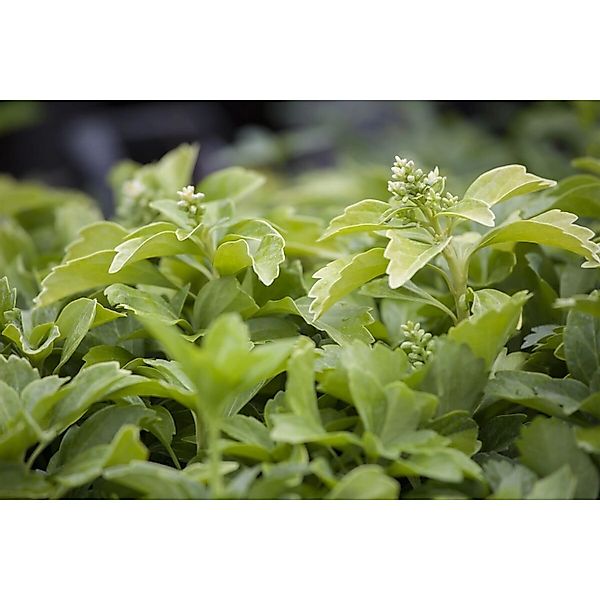 Pachysandra Terminalis Compacta Schattengrün Ca. 9x9 cm Topf günstig online kaufen