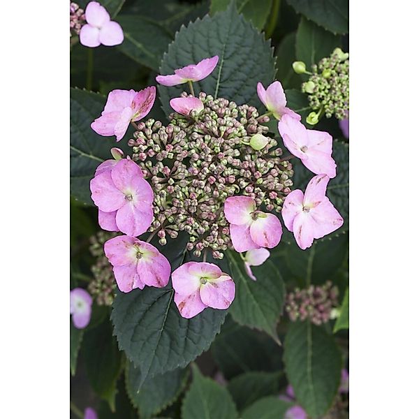 Hydrangea Mac. Hortensie 'Cotton Candy' 30-40 cm günstig online kaufen