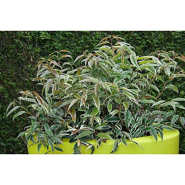 Leucothoe Fontanesiana Whitewater Traubenheide Weiß-Grün 30–40 cm günstig online kaufen