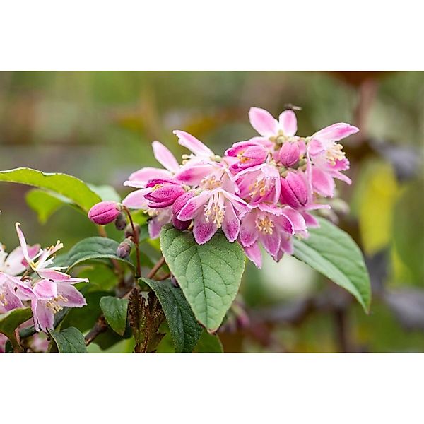 Deutzia Magnifica Maiblumenstrauch Tourbillon Rouge 3 L 40 60 günstig online kaufen