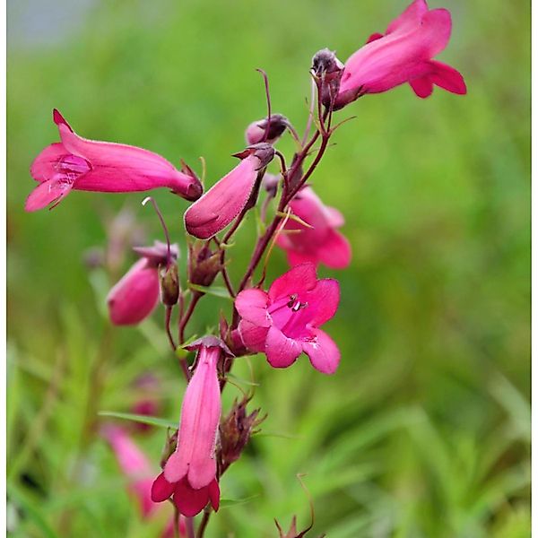 Bartfaden Tabasco - Penstemon cultorum günstig online kaufen