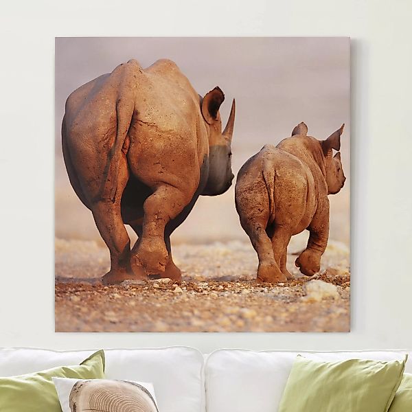 Leinwandbild Tiere - Quadrat Wandering Rhinos günstig online kaufen