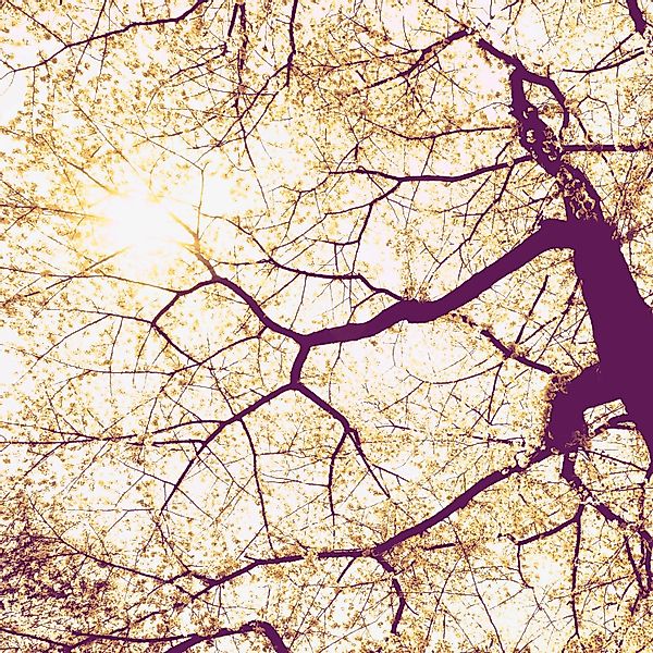 Komar Fototapete Vlies Sunshine  200 x 250 cm günstig online kaufen