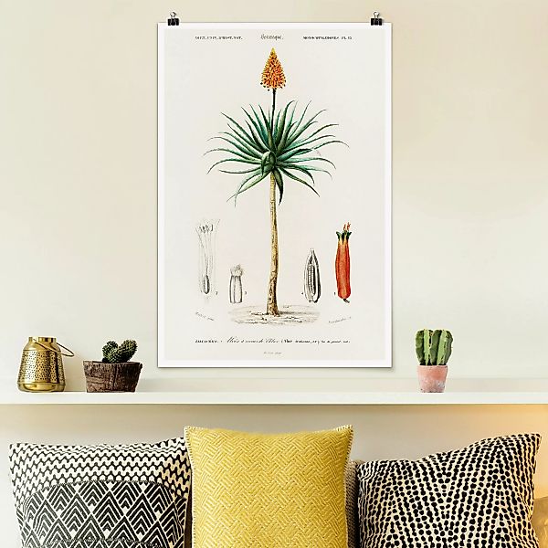 Poster Botanik Vintage Illustration Aloe Orange Blüte günstig online kaufen