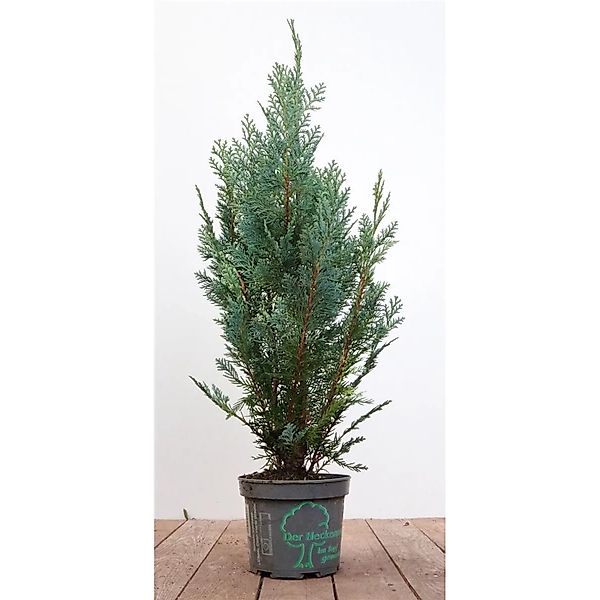 Chamaecyparis,awsoniana 'Columnaris' 80-100 cm günstig online kaufen