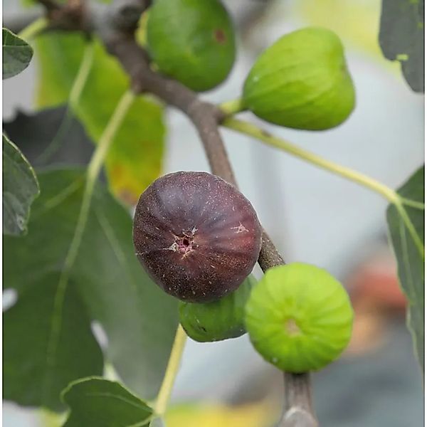 Feigenbaum Little Firoma 30-40cm - Ficus carica günstig online kaufen
