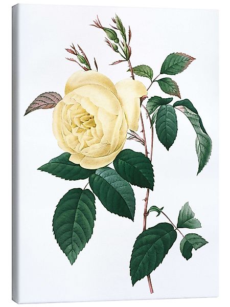 Posterlounge Wandbild Rosa indica, Pierre Joseph günstig online kaufen