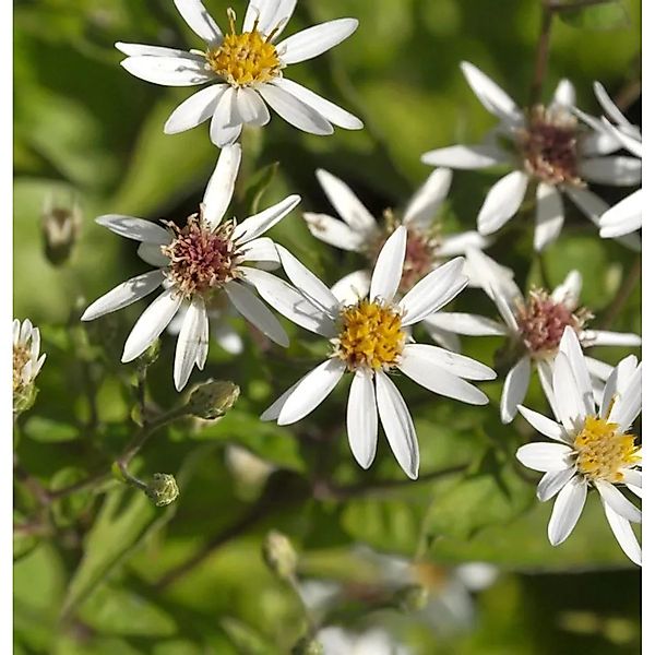 Schrebers Aster - Aster schreberi günstig online kaufen