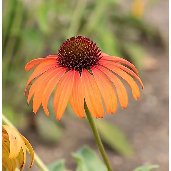 Sonnenhut Arts Pride - Echinacea purpurea günstig online kaufen