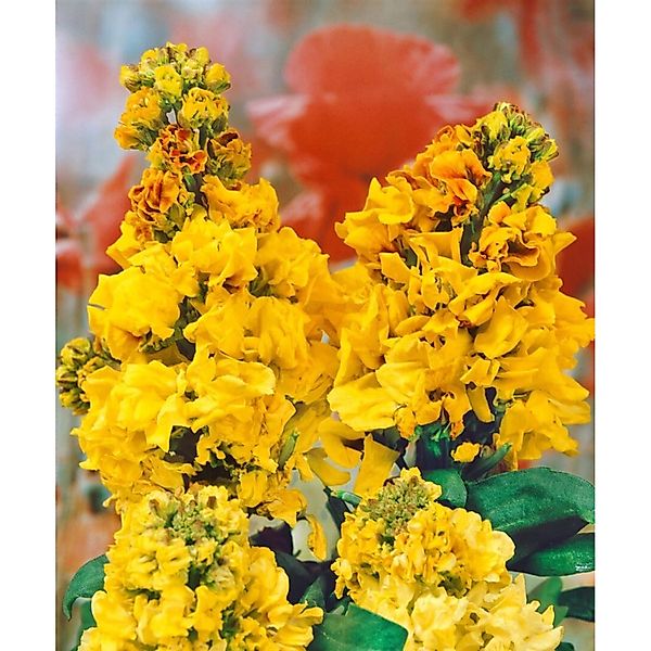 Erysimum Cheiri Goldlack Yellow Bird Ca. 9x9 cm Topf günstig online kaufen