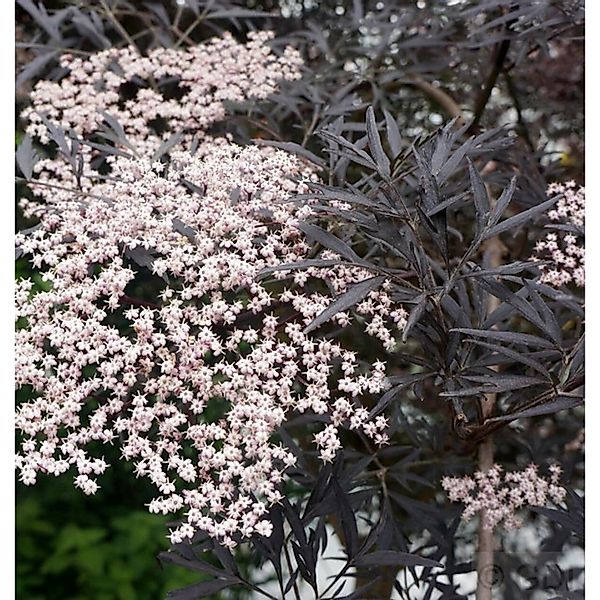 Schwarzer Holunder Black Lace 60-80cm - Sambucus nigra günstig online kaufen