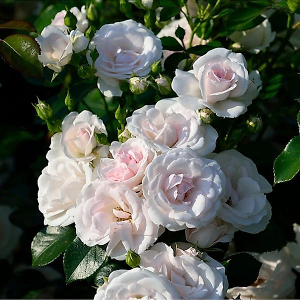 Floribundarose Aspirin Rose 30-60cm günstig online kaufen