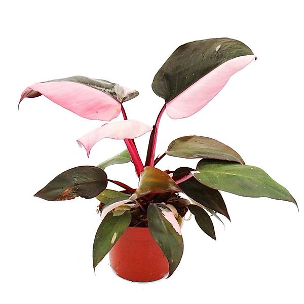 Exotenherz Zimmerpflanze Philodendron Pink Princess - pink-schwarzer Baumfr günstig online kaufen