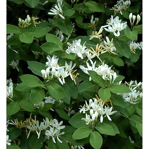 Gemeine Heckenkirsche 100-125cm - Lonicera xylosteum günstig online kaufen