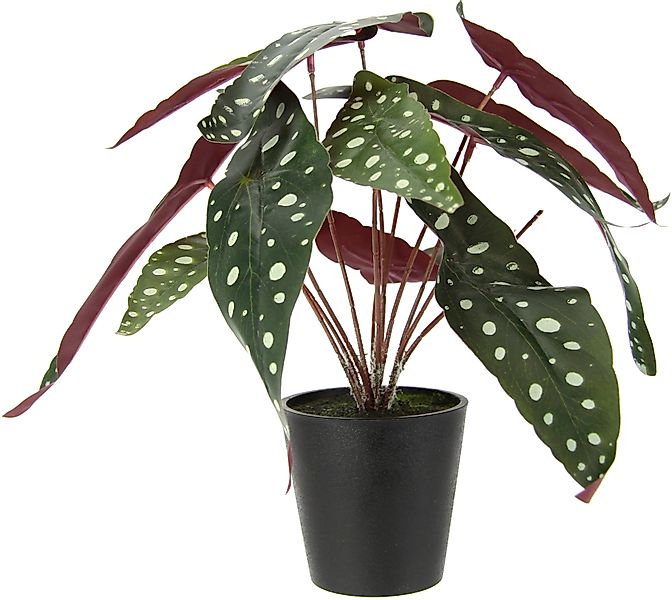 Kunstpflanze Strauchbegonie, I.GE.A., Höhe 26 cm, günstig online kaufen