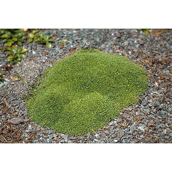 Silene Acaulis Floribunda Stängelloses Leimkraut Ca. 9x9 cm Topf günstig online kaufen