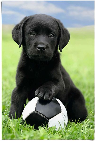 Reinders Poster "Labrador Welpe Fußball", (1 St.) günstig online kaufen