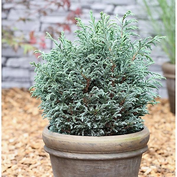 Scheinzypresse Blue Moon 25-30cm - Chamaecyparis pisifera günstig online kaufen