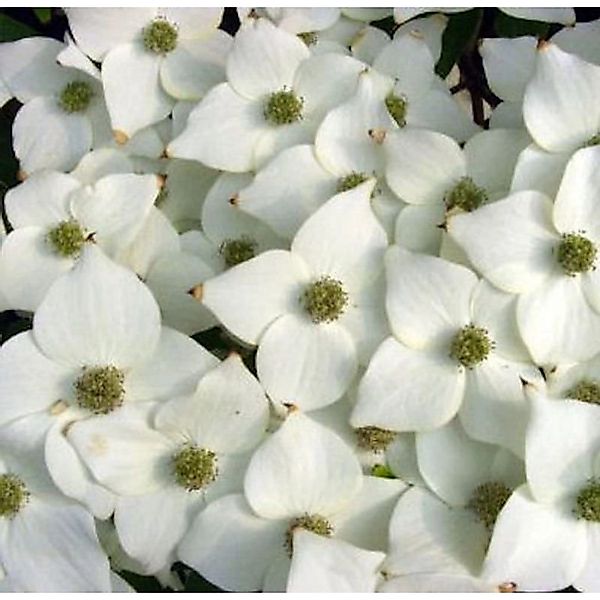 Japanischer Blumenhartriegel Milky Way 60-80cm - Cornus kousa günstig online kaufen