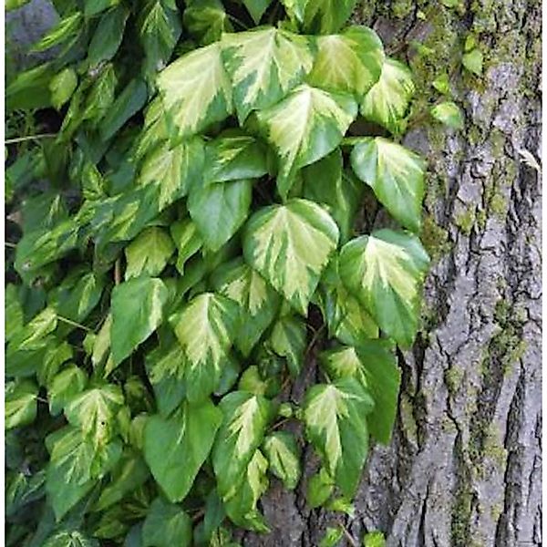 Nordafrikanisches Efeu 60-80cm - Hedera algeriensis günstig online kaufen