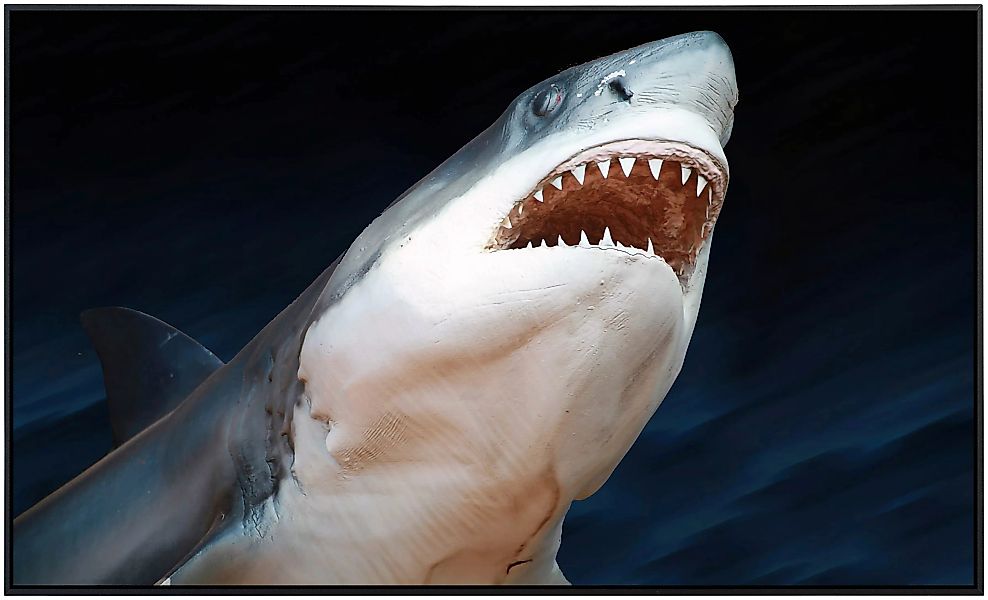Papermoon Infrarotheizung »Weißer Hai« günstig online kaufen