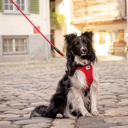 Curli Hunde-Geschirr Vest Geschirr Magnetic V2 günstig online kaufen