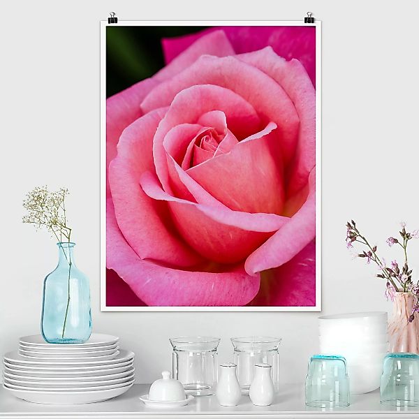 Poster Pinke Rosenblüte vor Grün günstig online kaufen