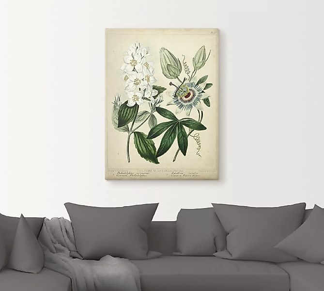 Artland Wandbild "Federnelke II", Blumen, (1 St.) günstig online kaufen