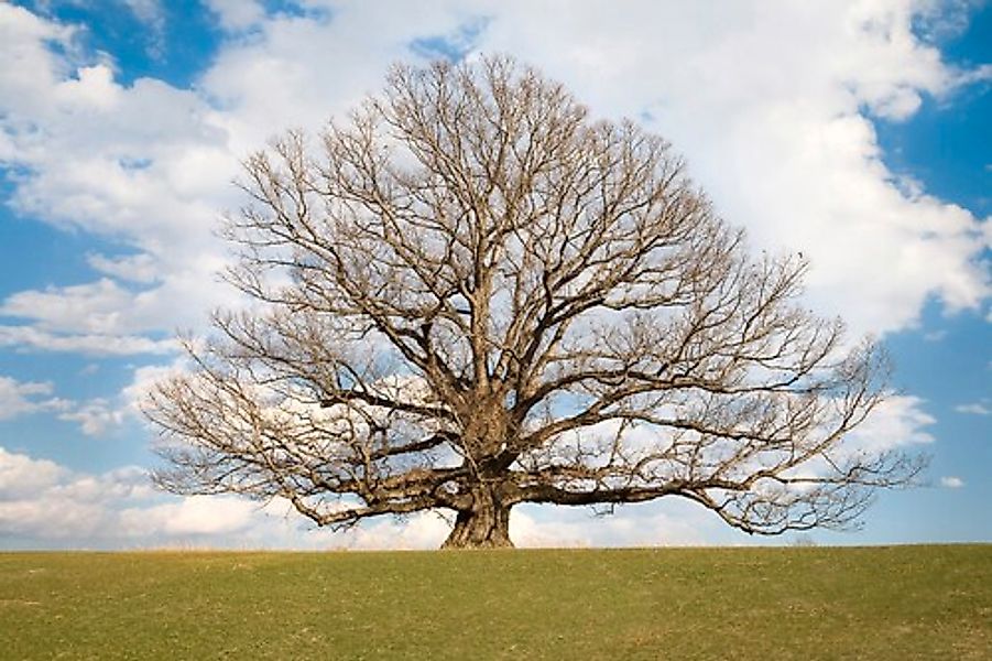 Papermoon Fototapete »Baum in Landschaft« günstig online kaufen