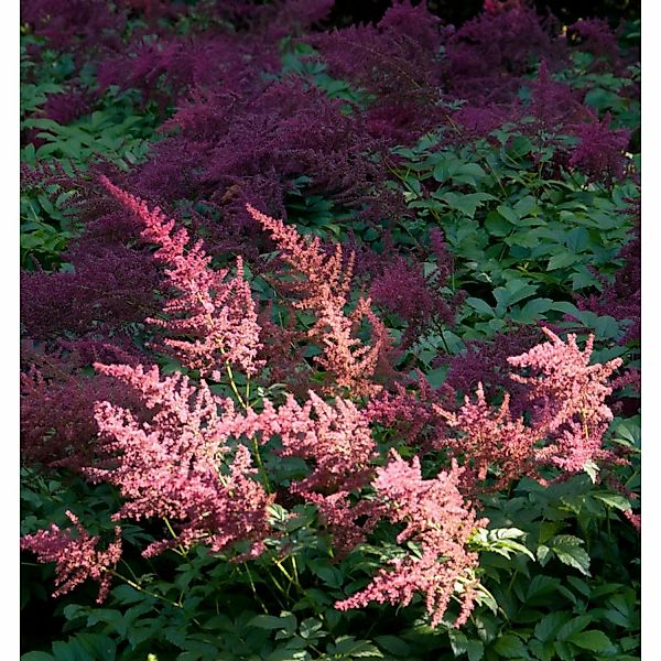 Prachtspiere Feuer - Astilbe arendsii günstig online kaufen