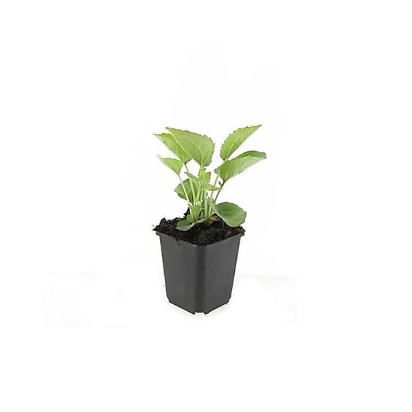 Exotenherz Zierstaude Sonnenhut Echinacea Purpurea Magnus 9cm Topf Set mit günstig online kaufen