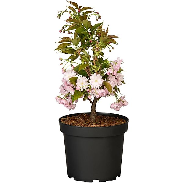 Japanische NelkenkirscheKanzan Höhe ca. 70-90 cm Topf ca. 7 l Prunus serrul günstig online kaufen