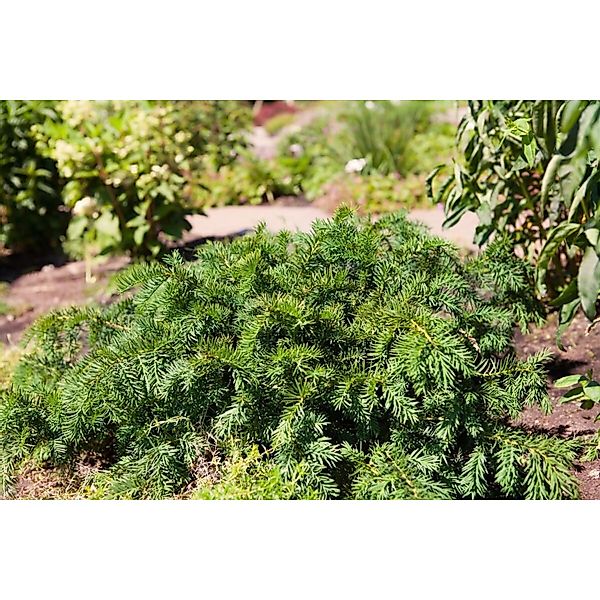 Taxus Baccata Repandens Flach-Eibe Immergrün 60–70 cm günstig online kaufen