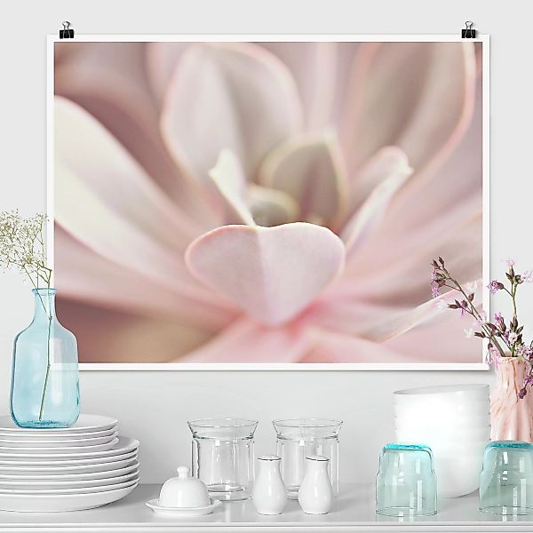 Poster Rosane Sukkulentenblüte günstig online kaufen