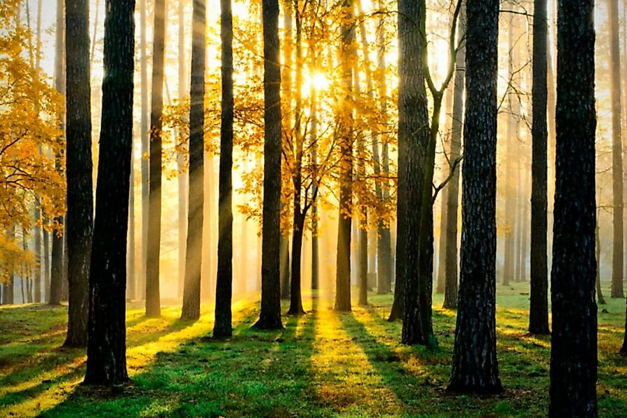 Papermoon Fototapete »Sunny Forest« günstig online kaufen