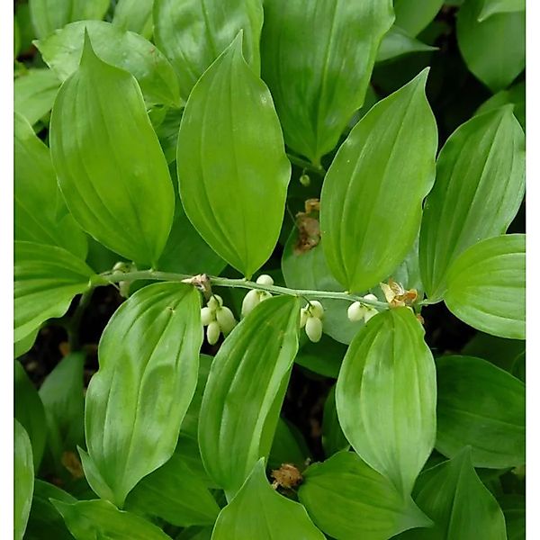 Breitblättriger Weißwurz - Polygonatum,atifolium günstig online kaufen