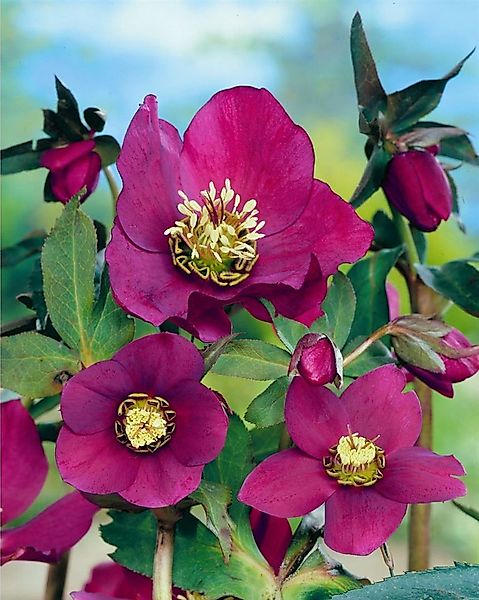 Pflanzen für Dich Staude Helleborus or. Red Lady, 1 St., Christrose, Lenzro günstig online kaufen