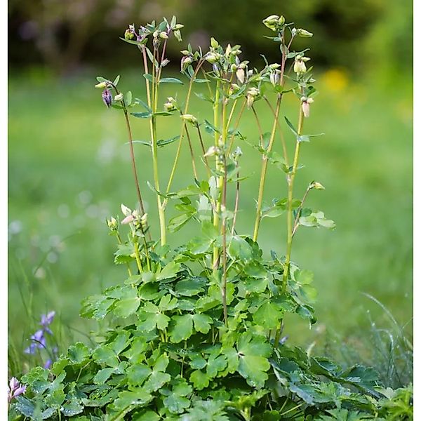Akelei Green Apples - Aquilegia vulgaris günstig online kaufen