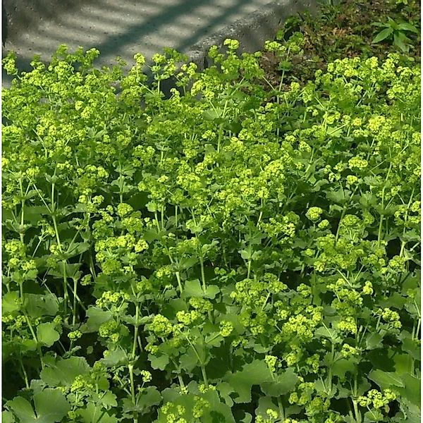 Frauenmantel Thriller - Alchemilla mollis günstig online kaufen