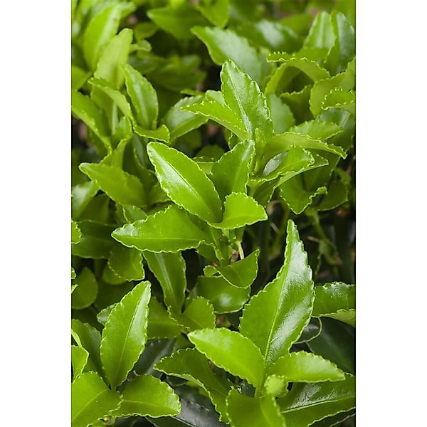 Euonymus Japonicus Microphyllus Green Spindelstrauch Ca. 9x9 cm Topf günstig online kaufen