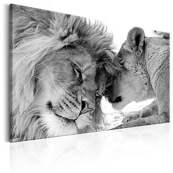 Wandbild - Lion's Love günstig online kaufen