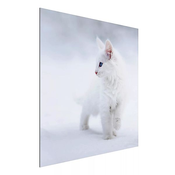 Alu-Dibond Bild Tiere - Quadrat Weiß wie Schnee günstig online kaufen