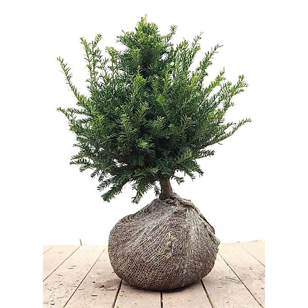 Taxus baccata 30-40 cm günstig online kaufen