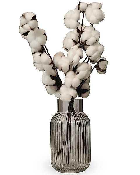 Trockenblume Echter Baumwollzweig - Baumwolle Zweig, Trockenblumen, Pampasg günstig online kaufen