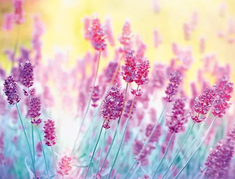 Papermoon Fototapete »Lavender Flower« günstig online kaufen