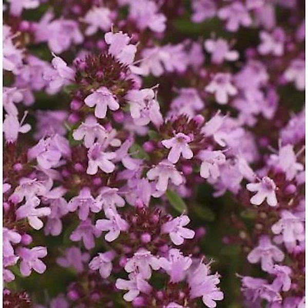 Breitblättrige Thymian - Thymus pulegioides günstig online kaufen