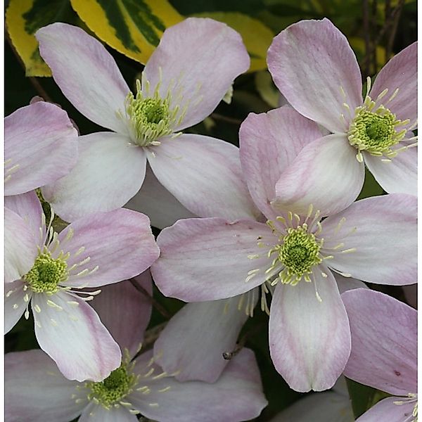 Berg Waldrebe Rubens 100-125cm - Clematis montana günstig online kaufen