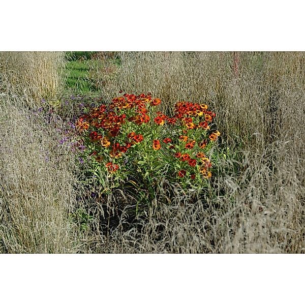 Helenium X Cult. Baudirektor Linne Sonnenbraut Ca. 11x11 cm Topf günstig online kaufen